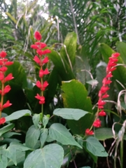 Salvia splendens