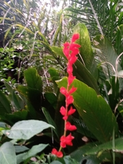 Salvia splendens