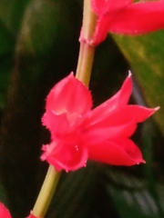 Salvia splendens