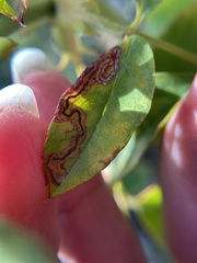 Stigmella anomalella