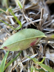 Stigmella anomalella