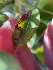 Stigmella anomalella