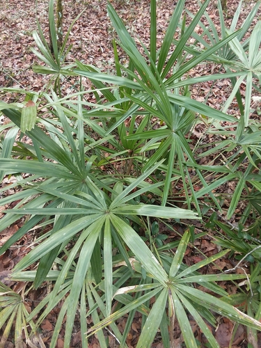 Rhapidophyllum hystrix image