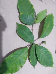 Capparidastrum frondosum