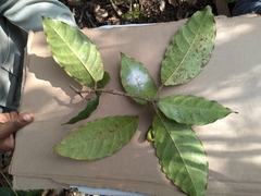 Capparidastrum frondosum