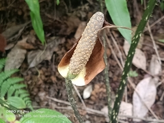 Cyrtosperma merkusii