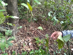 Capparidastrum frondosum