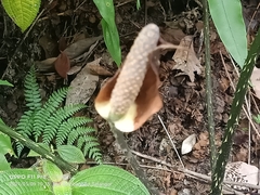 Cyrtosperma merkusii