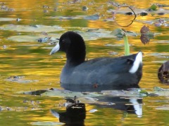 Fulica americana americana
