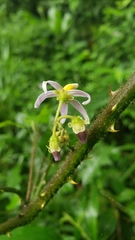 Solanum volubile