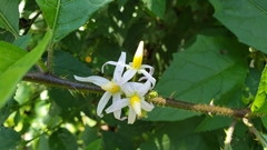 Solanum volubile