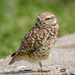Western Burrowing Owl - Photo (c) Becky Matsubara, some rights reserved (CC BY)