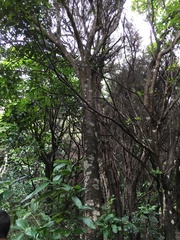 Pseudopanax crassifolius