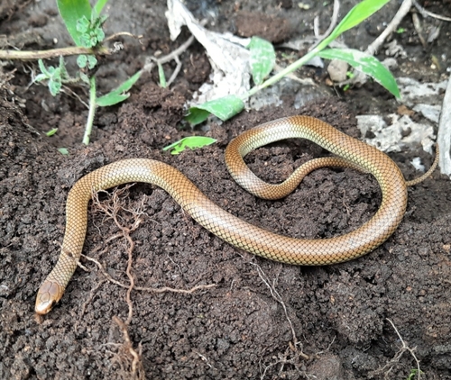 Peters' Black-headed Snake
