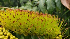 Combretum fruticosum