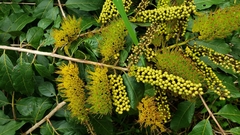 Combretum fruticosum