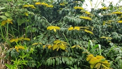 Combretum fruticosum