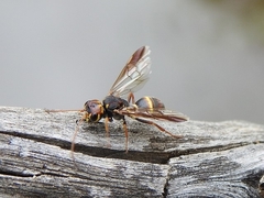 Trigonalidae