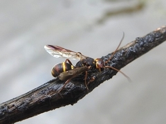 Trigonalidae
