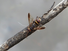 Trigonalidae