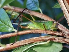 Orchelimum pulchellum