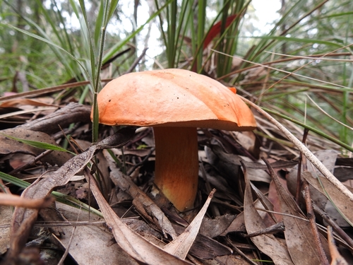 Burnt-orange Bolete