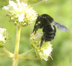 Bombus pullatus