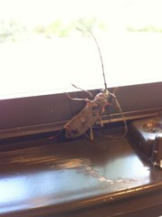 Susuacanga stigmatica