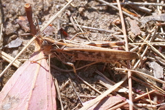 Austroicetes