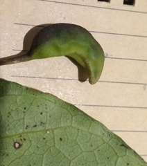 Capparidastrum frondosum