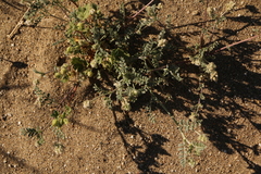 Astragalus didymocarpus