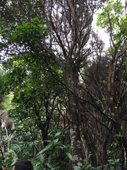 Pseudopanax crassifolius