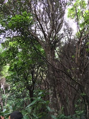 Pseudopanax crassifolius