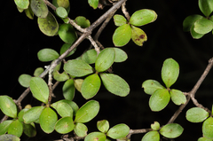 Coprosma ciliata