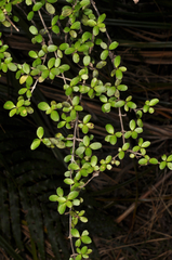 Coprosma ciliata