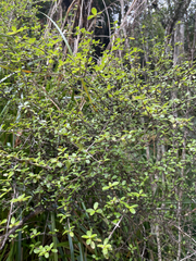 Coprosma ciliata