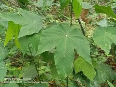 Macaranga bancana