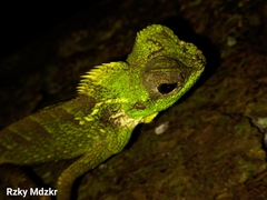 Gonocephalus kuhlii
