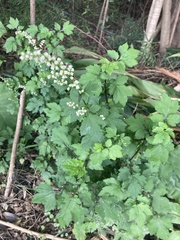 Artemisia lactiflora
