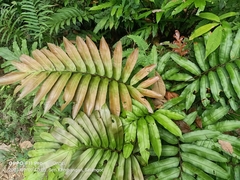 Blechnum finlaysonianum