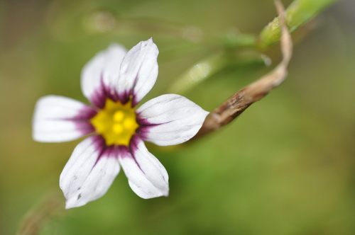 Sisyrinchium micranthum
