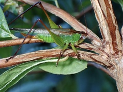 Orchelimum pulchellum