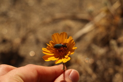 Eupompha elegans elegans