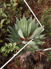 Agave obscura