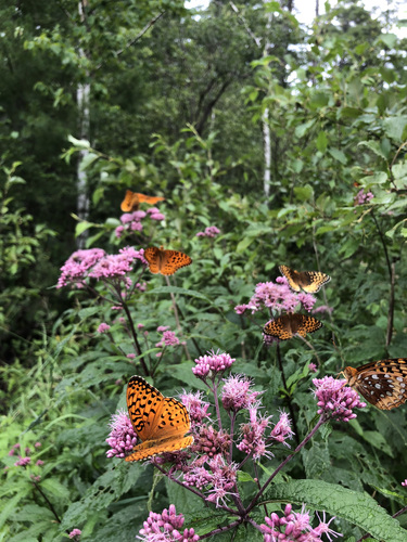 Aphrodite Fritillary photo 3