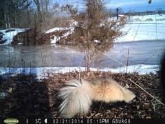 Mephitis mephitis nigra