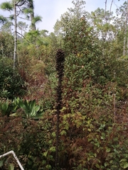 Agave obscura