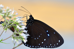 Euploea sylvester swinhoei