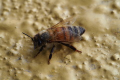 Apis mellifera