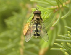 Dasysyrphus intrudens